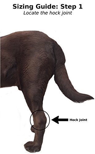 Labra Co. Dog Canine Rear Leg Hock Joint Wrap Protects Wounds as They Heal Compression Brace Heals and Prevents Injuries and Sprains Helps Arthritis (Medium)
