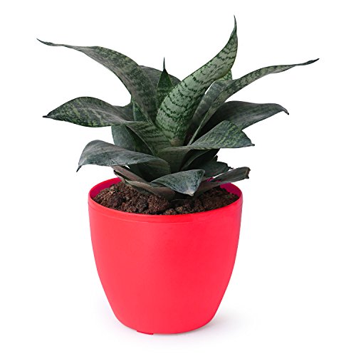 Green Snake Plant available in 5 different round pots (Green, Red, Orange, Yellow & Blue)