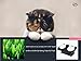 3 Cat Teasers Cheerleading Pom Poms Style with Soft Crinkle Streamers by ViviPet cat toy cat wand
