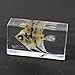 REALBUG Angel Fish Paperweight (2.9x1.6x1)