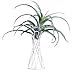 INFILM Tabletop Metal Big Air Plant Holders, Big Streptophylla Air Plant Stands Air Plant Racks Potted Plant Tillandsia Standsthumb 3