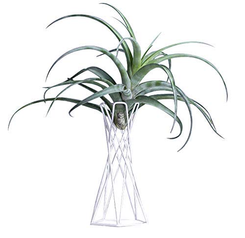 INFILM Tabletop Metal Big Air Plant Holders, Big Streptophylla Air Plant Stands Air Plant Racks Potted Plant Tillandsia Stands