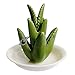 HOME SMILE Ceramic Aloe Tropical Ring Holder Dish for Jewelry, Engagement Wedding Ring Organizer Trinket Trays