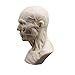 Doc.Royal Human Bust Sculpture Statue Resin Sketch Draw Plaster Cast Artist Model Decor