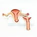 KISSTAKER 2 Part PVC Uterus Ovary Anatomical Model Anatomy Cross-Section Teaching with Base