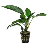 SubstrateSource Anubias 