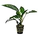 SubstrateSource Anubias Nangi Freshwater Live Aquarium Plant