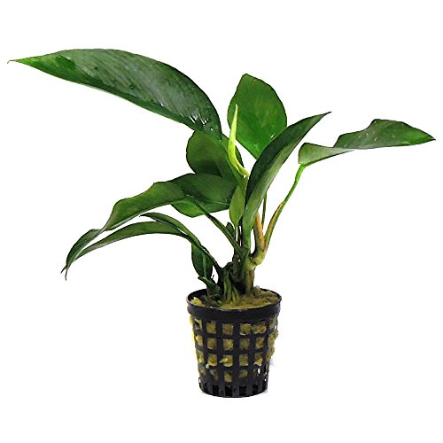 SubstrateSource Anubias Nangi Freshwater Live Aquarium Plant