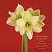 Bloom 2017 Wall Calendar: Flower Photography by Ron Van Dongen