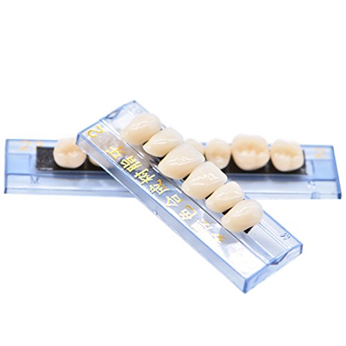 Oral Dentistry 168 Pcs Dental Complete Acrylic Resin Denture False Teeth for Halloween Horror Teeth 6 Sets Synthetic Resin Teeth Denture (1 Box) - Thumbnail 3