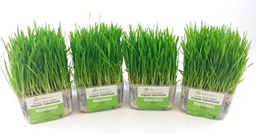 Organic Wheatgrass Growing Kit - Value 4-Pack, Non-GMO, Nutrient Rich, Ready to eat in 5-7 days