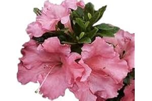 NEW LIFE NURSERY & GARDEN Gumpo Pink Dwarf Azalea - Trade Gallon