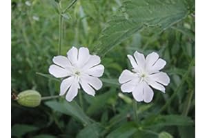 25 Pieces African Dream Root Plant Seeds: Only Seeds