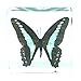 Real Nature Common Blue Bottle Butterfly Paperweight Insect Bug Collection Specimen Taxidermy(3x3x1)