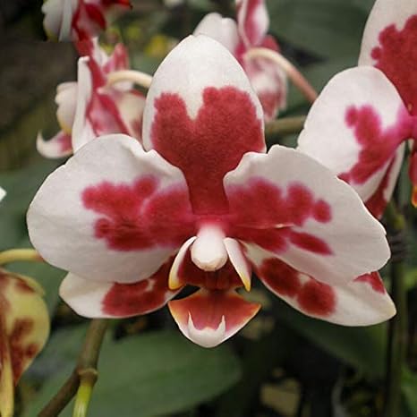 Amazon ミックス スポット胡蝶蘭の種花の種屋内盆栽蘭植物の種0粒子 ロット 花