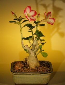 Bonsai Boy's Flowering Desert Rose Bonsai Tree - Small Adenium Obesum