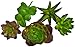 Provident Standard 5 Artificial Succulent Plants