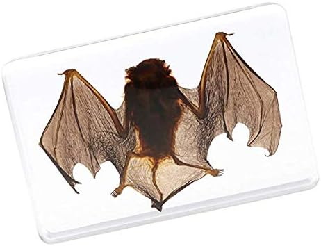 GYJ Real Bat in Resin Specimen, Wildlife Embedding Animal 3D Specimen Collection, Kids Students Scientific Educational Toy, Lab Supplies