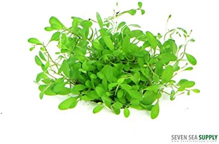 Dennerle Glossostigma Elatinoides in Vitro Plant