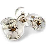 Pair of 5/8 Gauge (16mm) Spider Inlay Bug Plugs - Double Flare