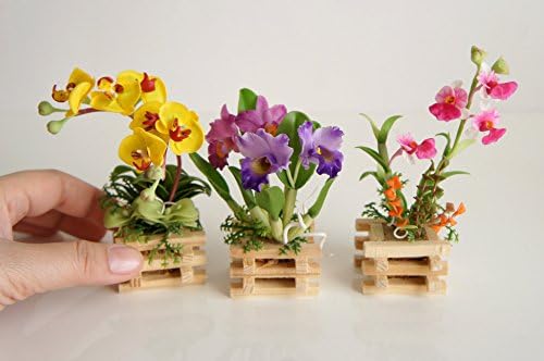 Exotic Collectible Miniatures Ornamental Orchid Flower Garden Pots Size M Set of 3 Random Color by Plawanature