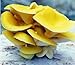 Seeds and Things 10 Grams,"Golden" Approximately 1,000 inert carrier Seeds Coated with the Golden Mushroom Spore (Pleurotus Cornucopie)