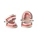 Easyinsmile® Dental Standard Teeth Teaching Model Kids Denture Model Tooth Model for Student