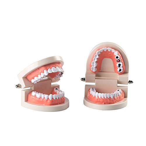 Easyinsmile Dental Standard Teeth Teaching Model Kids Denture Model