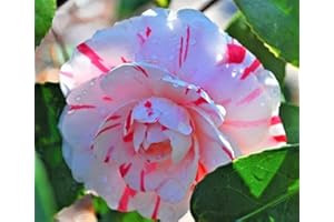 NEW LIFE NURSERY & GARDEN (1) - LA Peppermint Camellia Japonica - Starter Plant (4L) (1 Live Plant)