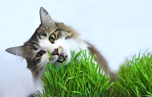 Cat Grass Seeds by Perfect Plants - 1lb. Bag - Guaranteed to Grow Non-GMO Wheat Grass Seed