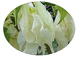 SHREDDED WHITE Fantasy Rare Brugmansia Angels Trumpet Live Tropical Plant Fragrant Unusual Flowers Starter Size 4 Inch Pot Emeralds tm
