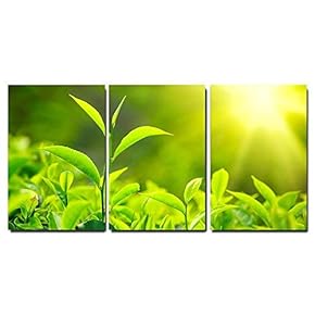 3 Piece Canvas Wall Art - Tea Bud and Leaves. Tea Plantations, Kerala, India - Modern Home Art Stretched and Framed Ready to Hang - 16"x24"x3 Panels
