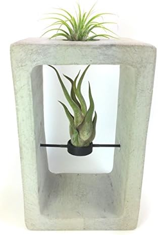 Concrete Bud Vase/Air Plant Holder. FREE SHIPPING! Ready To Ship!