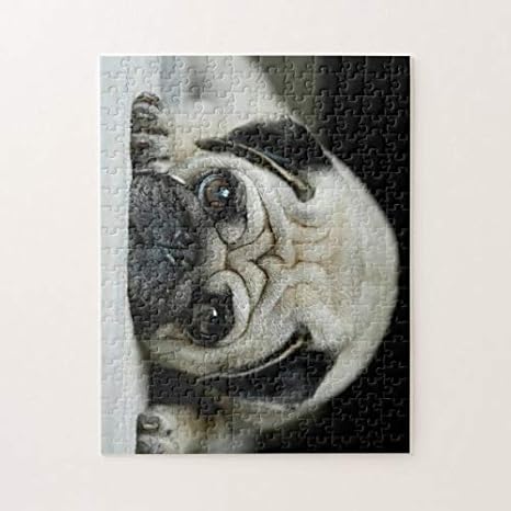 pug puppies under 500