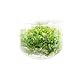 Micranthemum Monte Carlo New Large Pearl Grass Live Aquatic Plant in Tissue Culture Cup for Aquarium Freshwater Fish Tank by Greenpro