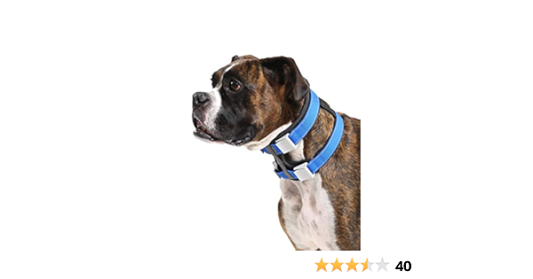 cesar millan collar amazon