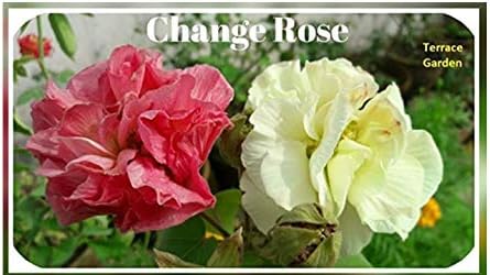 Shajahan Nursery Garden Changing Rose Flower Plant Cotton Rose Sthal Padma Plant Live Confederate Rose Magic Rose Land Lotus Live Plant Dixie Rosemallow Plant Amazon In Garden Outdoors