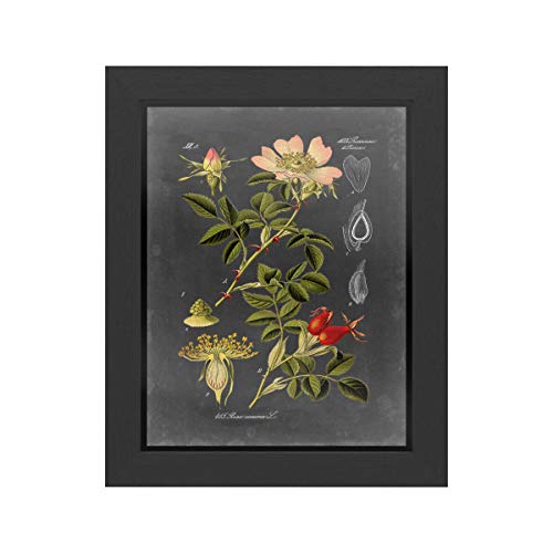 Trademark Fine Art Midnight Botanical I by Vision Studio, Black Frame 11x14, Mu…
