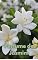 Livro Perfume de Jasmim