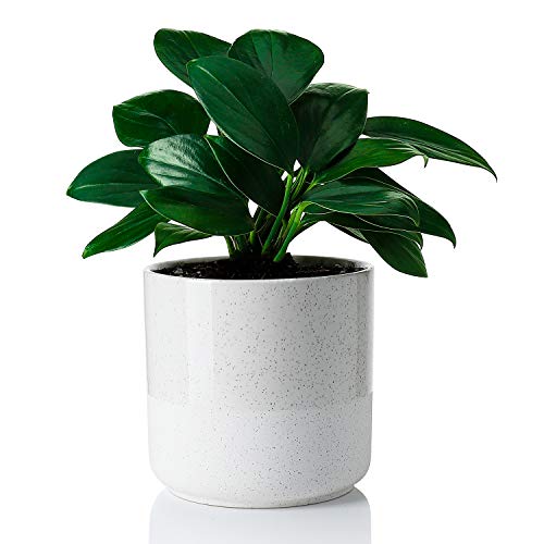 Greenaholics Indoor Plant Pot - 6.2 Inch Half Glazed Ceramic Planter for Indoor Planting, Snake Plant, Plant Container, Flower Pot, Drainage Hole, Beige - Thumbnail 3