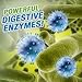 Concentrated Liquid Bacterial ENZYMES - Breaks Down Grease, Paper,Fat & Oil in Drain Lines, Sewer Lines, Septic Tanks, Grease Traps, RV & Boat Tanks & More! Controls Foul Sewer Odors! (1 Gallon)