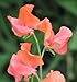 (ASP)~"PRINCE of ORANGE" SWEET PEA~Seed!!~~~~Stunning Salmon!