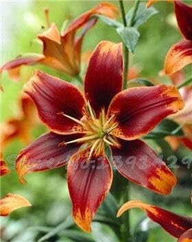 Amazon ユリの種子 安い香水ユリの種子 色希少なユリの花の庭の植物 さまざまな品種を混ぜる100個 花