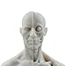 HUBERY MODEL 11 Inch Male Human Anatomy Model of Art Anatomy Figure(White)