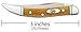 Case Small Antique Bone Texas Toothpick Pocket Knife