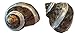 2 (TWO) Piece Large Hermit Crab Shells 2-2.5 inch real genuine shells, 1 inch opening - Petholatus Jade Turbo Tapestry Turban Sea Shell