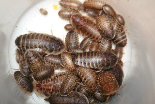 Small Dubia Roach Live Feeder Roaches 50 Ct Amazon In Home