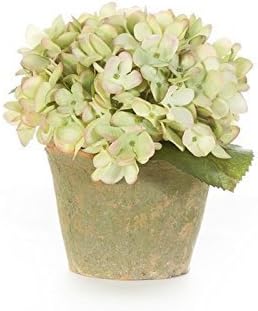 PALE GREEN HYDRANGEA IN TERRACOTTA POT