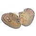 10pcs Natural Freshwater Pearls Oysters kit with Cultured Oval Pearls Inside Birthday Gifts 9mm