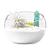 Mkono Air Plant Terrarium Globe 5 7/8Inch Succulent Glass Planter Container Bowl Shaped